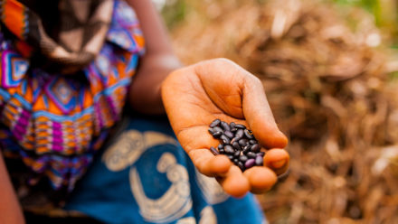 The super seed for improving Africa’s food systems; ambitious (and skilled) agribusinesses and entrepreneurs